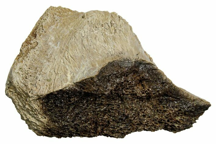 Fossil Tyrannosaur (T rex) Vertebra Section - Wyoming #350472